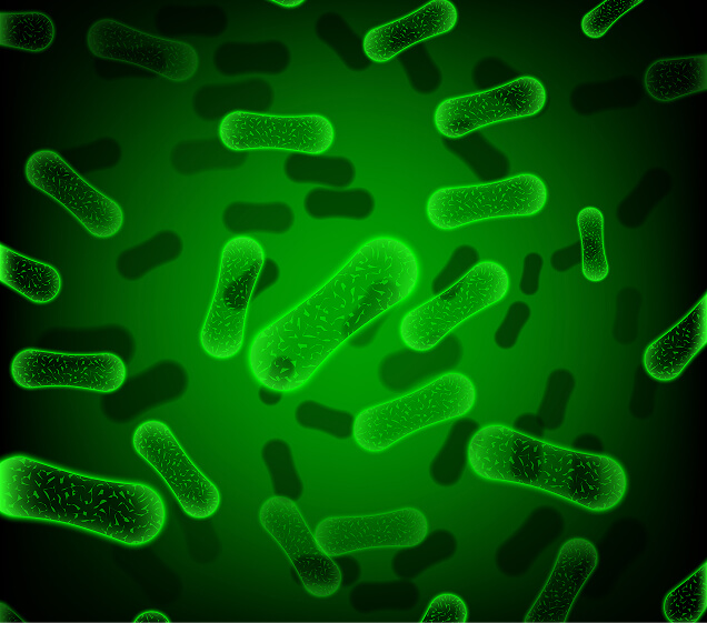Bacillus Strains