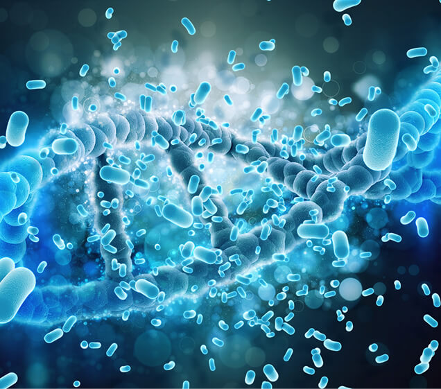 Bifidobacterium Strains