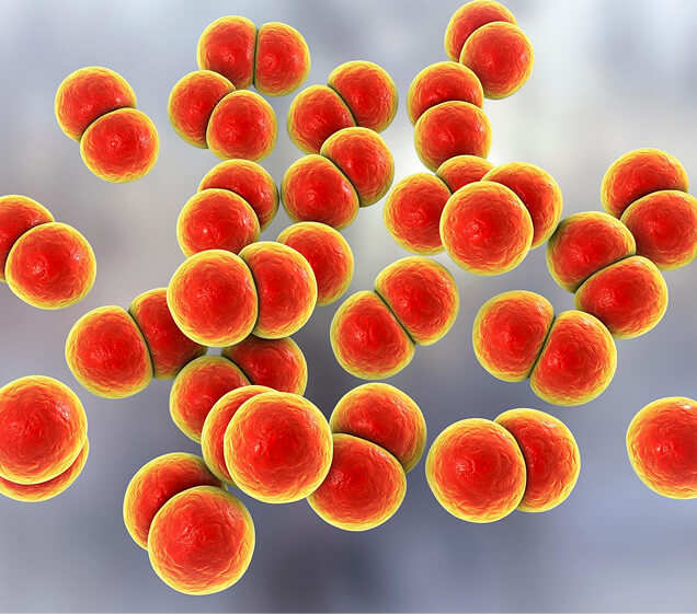Enterococcus Strain