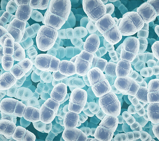Lactobacillus Strains