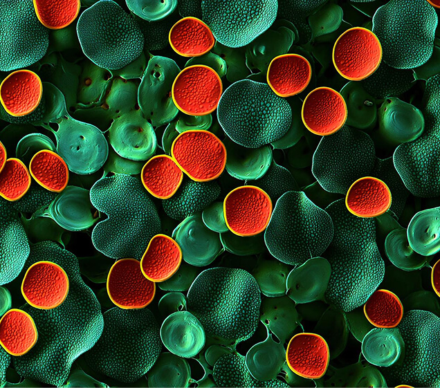 Pediococcus Strains