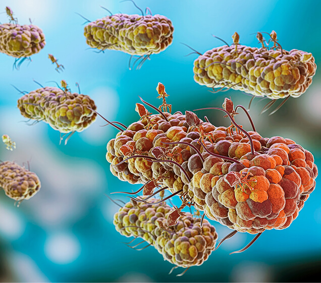 Saccharomyces Strains