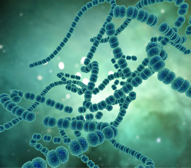 Streptococcus Strains